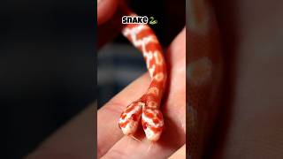 “Animals with 2 heads Last one “🙂‍↕️ shortsfeed shortvideo facts ytshorts snake [upl. by Ripp]