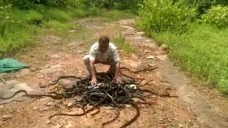 Viral Video Snake Charmer from Bhopal  Must Watch viral [upl. by Ahen]