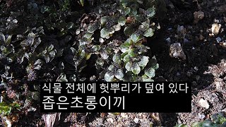 좁은초롱이끼 Rhizomnium tuomikoskii T j kop [upl. by Salomo]