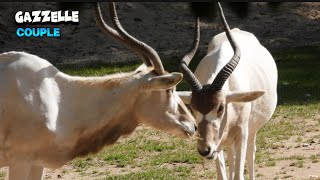 Addax Gazelle Couple Eating [upl. by Anisamot329]