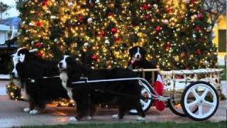 A Bernese Mountain Dog Christmas [upl. by Attenol]