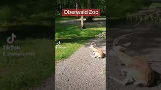 The Oberwald Zoo [upl. by Eelyam]