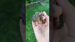 5 infos sur le crapaud commun  bufo bufo [upl. by Parish8]