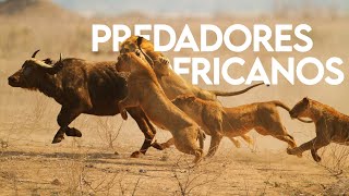 PREDADORES AFRICANOS  DOCUMENTÁRIO  VIDA SELVAGEM [upl. by Palermo774]