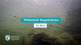 Regulations for Whitebaiting Te Reo [upl. by Grieve]