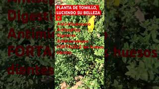 DESINFLAMA VIAS RESPIRATORIAS ALIVIA LA TOS ESTREÑIMIENTO BACTERIAS Y VIRUS 🦠 youtubemedicinal [upl. by Ettevol362]