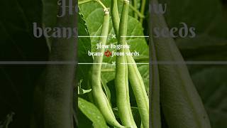 How to Grow Beans  Green Beans  shorts [upl. by Einafats]