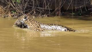 Very rare footagejaguar carrying its cub in the river [upl. by Lytle]