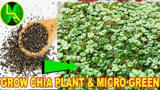 How to grow chia seeds plant and micro green  The Most healthy diet on earth [upl. by Idnil]