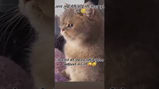 funny cat love calendaring calendar funnymemes cat sortvideo lovelygirl [upl. by Malachy]