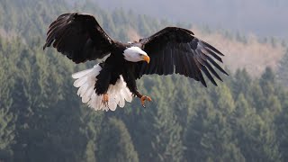 The Ultimate Bird Battle Peregrine Falcon vs Eagle [upl. by Moulden]