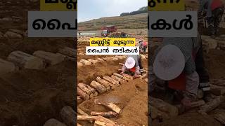 മണ്ണിട്ട് മൂടുന്ന തടി കഷണങ്ങൾ poria cocos farm Malayalam shorts [upl. by Wooldridge87]