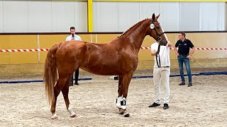 Gorgeous mares at the KWPN Studbook inspection for Gelders horses July 17 2023 [upl. by Metsky]