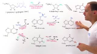 Purine Synthesis [upl. by Ahsiyn775]