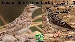 صوت قبرة قصيرة الاصابع song call lesser shorttoed lark [upl. by Devine5]