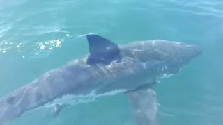 15 Foot Great White Shark Consumes Diver as Family Watches  Therese Cartwright [upl. by Kore]