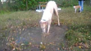 Tetris the borzoi [upl. by Corell]