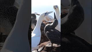 Segelsommertörn 2024  Tag68  Inselrundgang auf Helgoland basstölpel segelreise sigthseeing [upl. by Otilia]