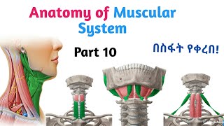 Anatomy of Muscular System Hyoid Muscles Interesting Video Lecture with Amharic Speech Part 10 [upl. by Nelie933]