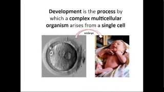 BCS FL 01 Genomic equivalence and cell fate spacification [upl. by Balac499]