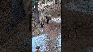 wild animal Markhor flighting deer hunting wildlife [upl. by Ailaro391]