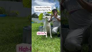 Deaf blind Yakoo learning to Highfive 🐾 [upl. by Chinua]