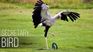 SECRETARY BIRD — Graceful SNAKE KILLER African bird of prey versus snake [upl. by Ares167]