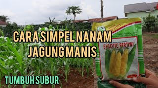 Cara menanam jagung manis [upl. by Assinna991]