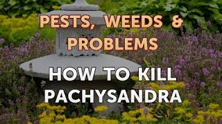 How to Kill Pachysandra [upl. by Ariuqahs]