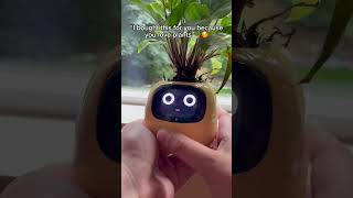 The best gift 🪴🥰 plantcare houseplants cuteplanter smartplant plants [upl. by Eralcyram]