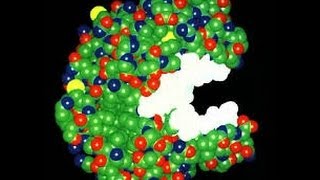 enzyme structure and function [upl. by Thackeray]