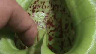 Poking Finger Into Killer Pitcher Plant [upl. by Enaoj]