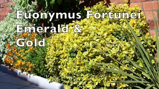 Euonymus Fortunei Emerald amp Gold Winter creeper tough reliable shrub climber plant [upl. by Venterea]