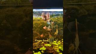 Finger food  relaxingmusic nature poissonange aquarium bacamazonien scalare [upl. by Aicnilav]