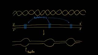 DNA  Replikation semikonservativ [upl. by Conley797]