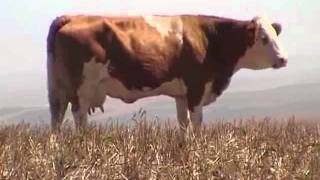 Dairy ranching with Fleckvieh beef cattle [upl. by Retla372]