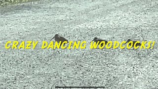 Crazy Dancing Woodcocks [upl. by Medor665]