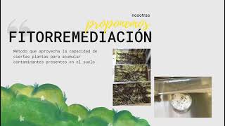 Remoción de metales pesados del suelo utilizando Lolium perenne como tratamiento de fitorremediación [upl. by Rickert]