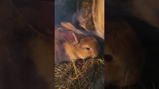 Elodies Babies  Chapter 20 nature relaxing relaxingmusic bunny rabbitmusic rabbitsvlogging [upl. by Barnett]