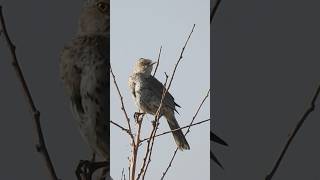 Sage Thrasher Sings Its Heart Out [upl. by Eibbed]