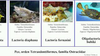 Pez orden Tetraodontiformes familia Ostraciidae ostracion fish cornuta meleagris Lactoria nasus [upl. by Ainaj]