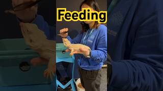 Feeding Bearded Dragon Pogona vitticeps 鬆獅蜥 BeardedDragon beardeddragon beardeddragons pet [upl. by Binnie164]