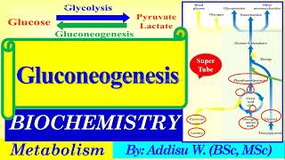 gluconeogenesis biochemistry metabolism newcurriculum glycolysis enzymes catalyst [upl. by Star]