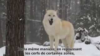 Comment les loups changent les rivières [upl. by Ykceb]