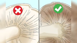 COMO IDENTIFICAR COGUMELOS COMESTÍVEIS [upl. by Onileba]