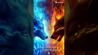 LOBO FUEGO X LOBO AGUA [upl. by Soigroeg]