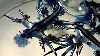 Glaucus Atlanticus eating Blue bottle jellyfish Portuguese man o war [upl. by Tymothy46]