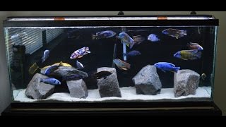 African Cichlids  New Rock Scape  Craigslist Fish Score [upl. by Arat]