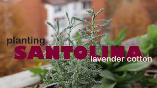 Planting herbs Santolina Lavender cotton [upl. by Mohammad88]