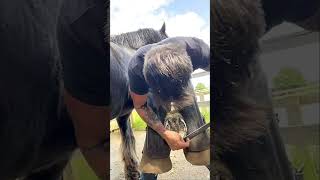 Horses Hoof Cleaning horse farming hoofcleaning hooftrimming horseshoe [upl. by Stargell]